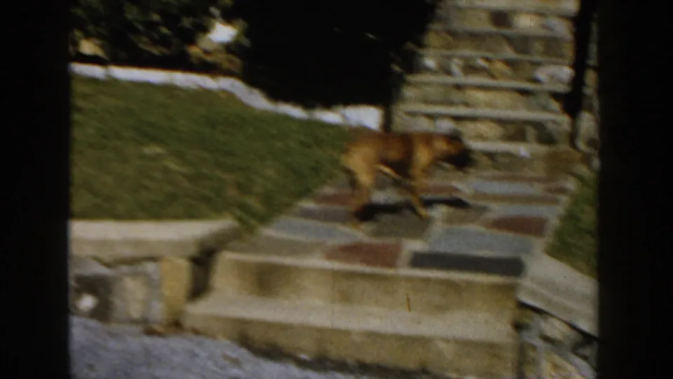 The brown dog moves across a stone walkway toward steps in a Michigan residential yard, with lawn and stonework visible.