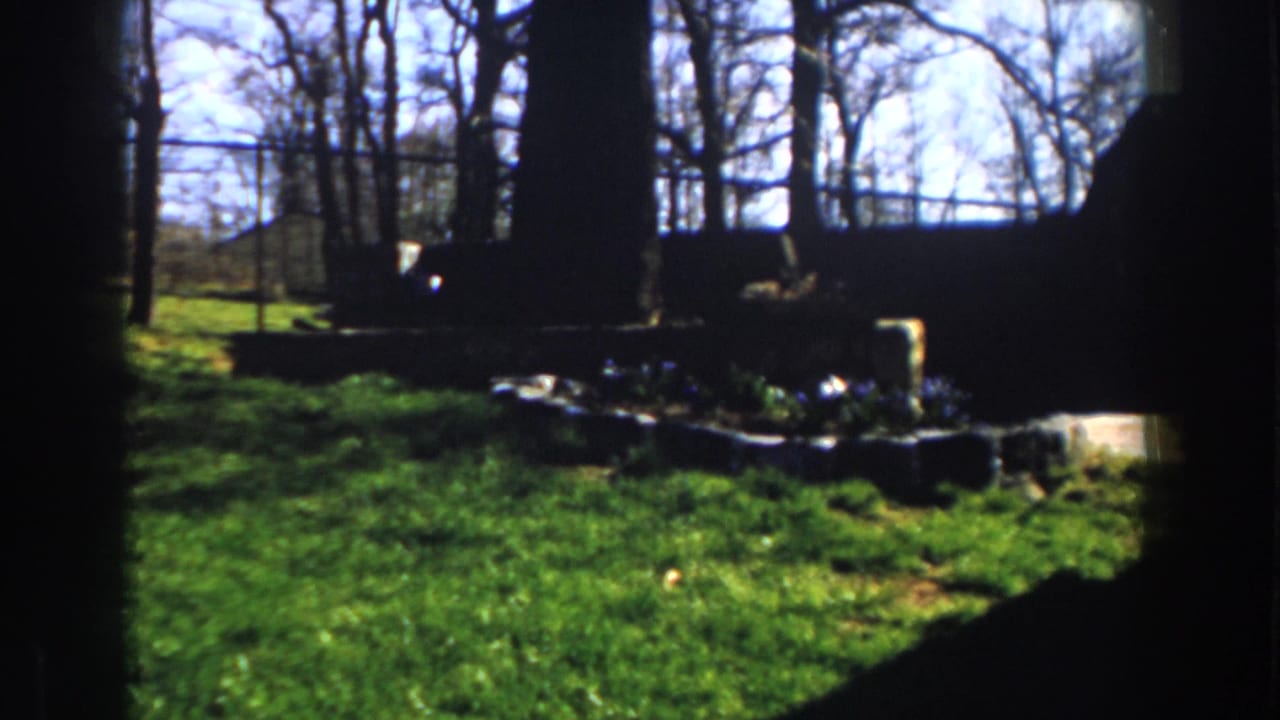 1959 Michigan backyard view with bright grass, dark foreground shade, low garden edging, trees, and a chain-link fence beyond.