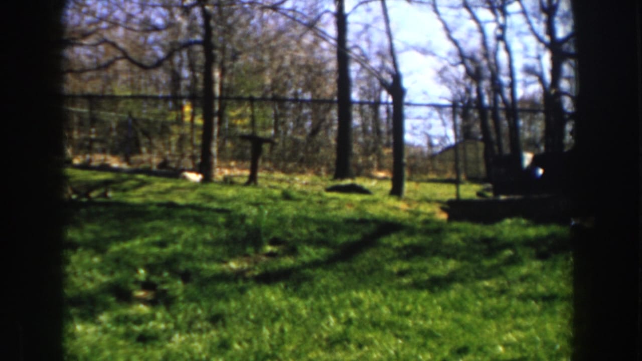 Green backyard lawn with bare trees and dark film-frame borders.