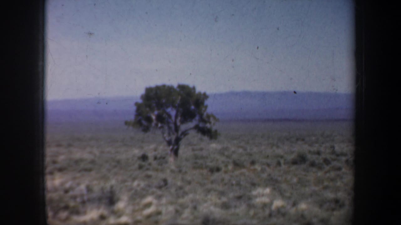 Lone tree in open scrubland with distant hills and dark film borders.