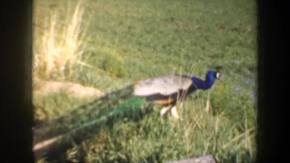 1957 Oregon home-movie frame of a peacock in a grassy rural area, with blue neck, pale back, and green train visible.