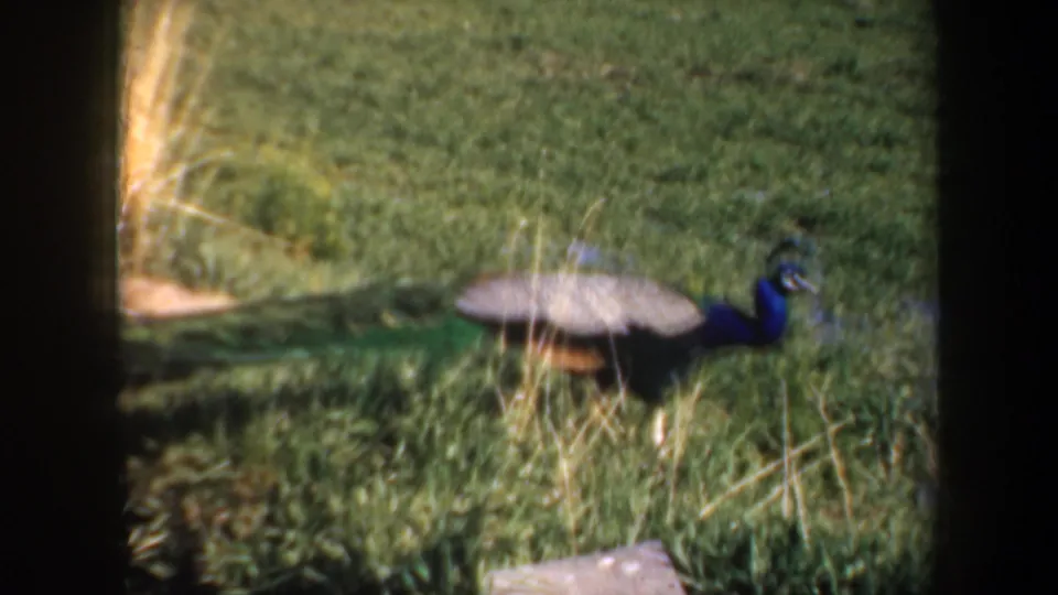1957 Oregon frame showing a peacock in a green field, with long plumage, fence detail, and rural outbuildings beyond.