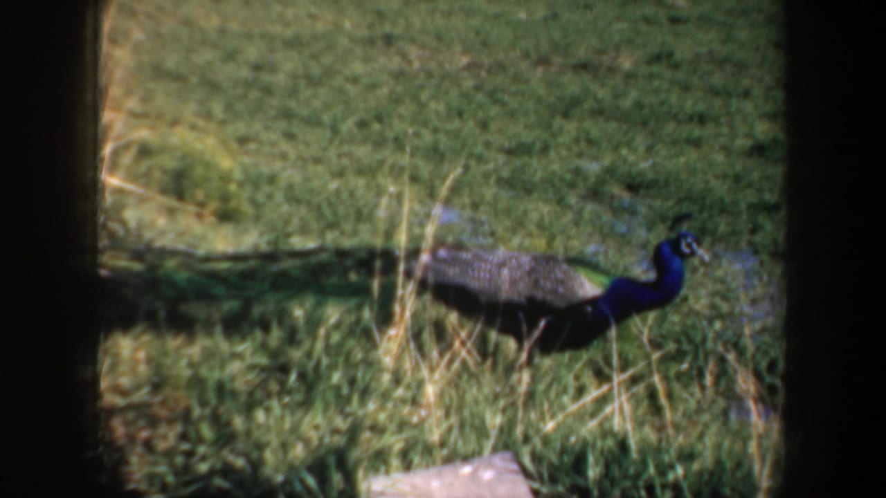 Peacock walking through grass beside dry plants in a sunlit outdoor setting.