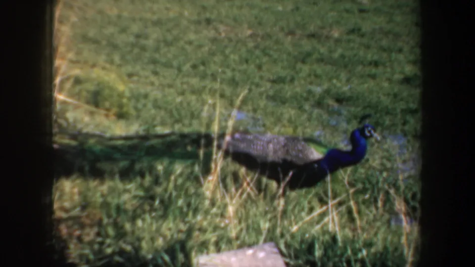 1957 Oregon 8mm frame showing a peacock with a blue neck and dark tail walking across grass in a landscaped outdoor area.