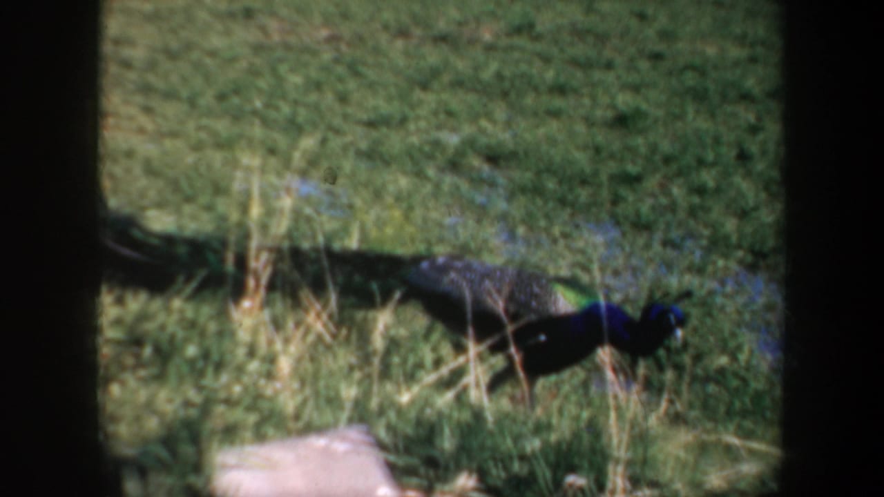 1957 Oregon 8mm frame of a peacock moving through grass, with its long dark tail and blue head visible near garden plantings.