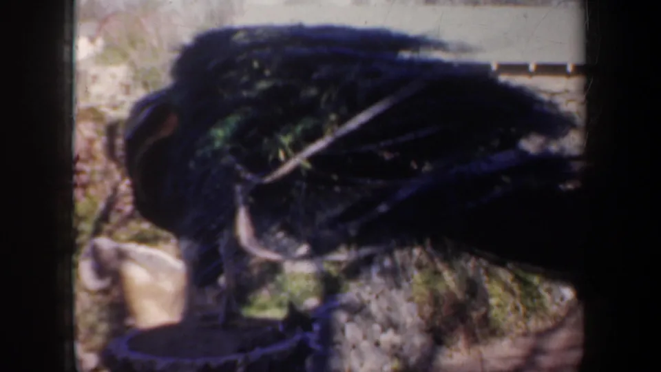 Close 1957 Oregon 8mm view of the peacock as dark iridescent body and tail feathers fill the handheld frame.