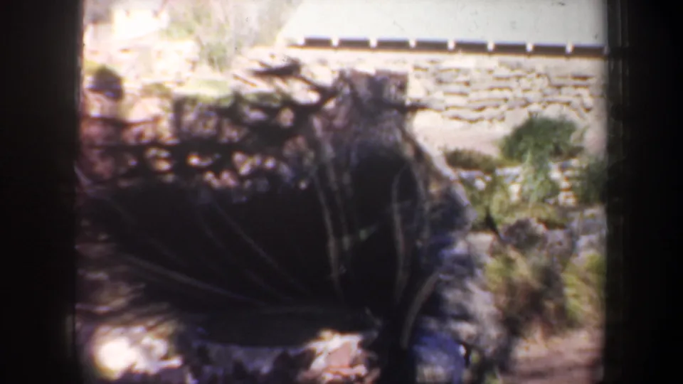 1957 Oregon 8mm frame showing the peacock close to stone landscaping, with dark tail feathers and garden plantings in view.