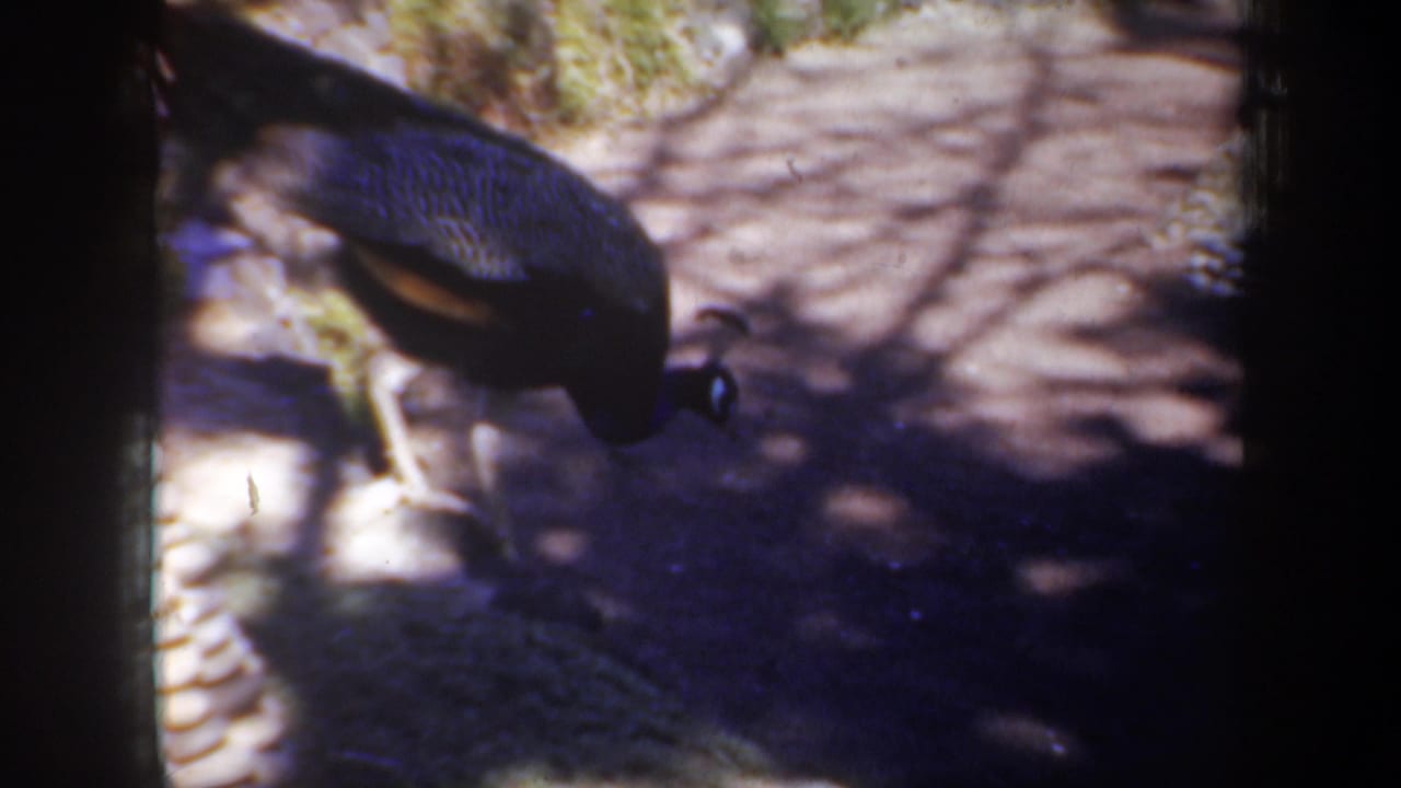 Peacock moves through an Oregon zoo enclosure on 8mm film, with stone edging and tree-shadowed ground visible.
