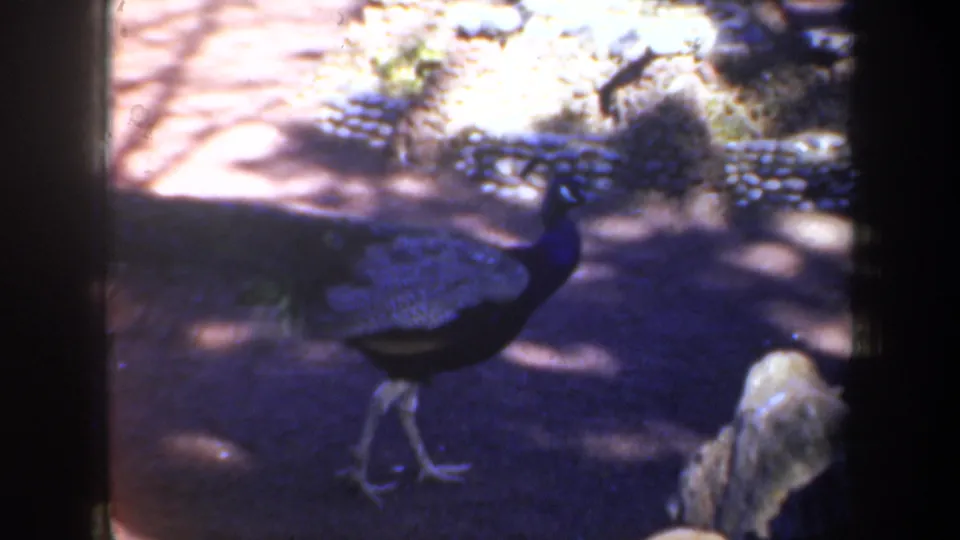 Home-movie frame of a peacock crossing a zoo enclosure path, with rocks and deep tree shadows around it.