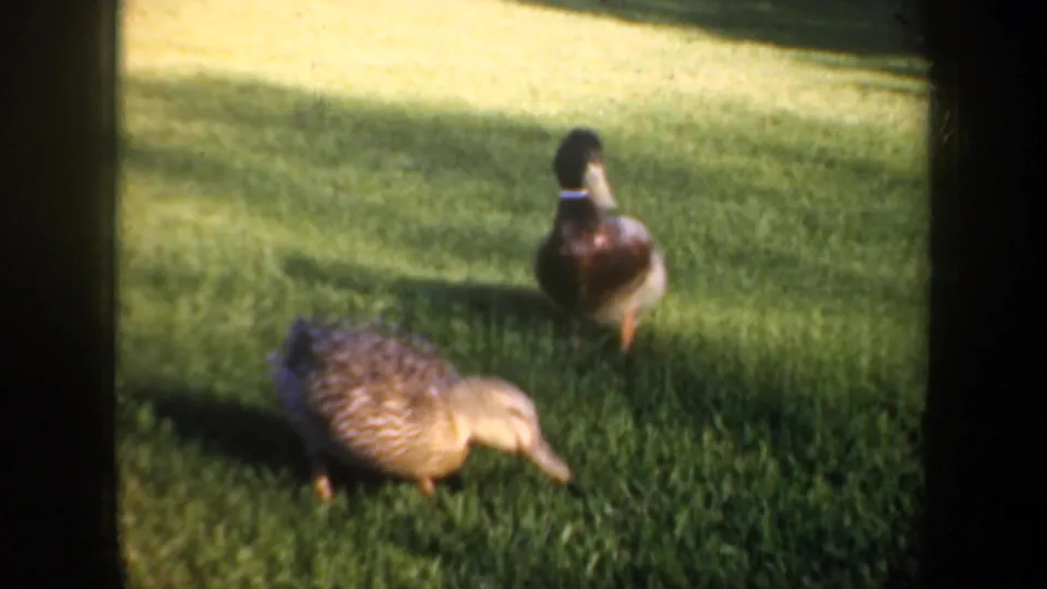 1957 Oregon 8mm frame showing two ducks on a green lawn, with one duck bending down to forage and another standing behind.