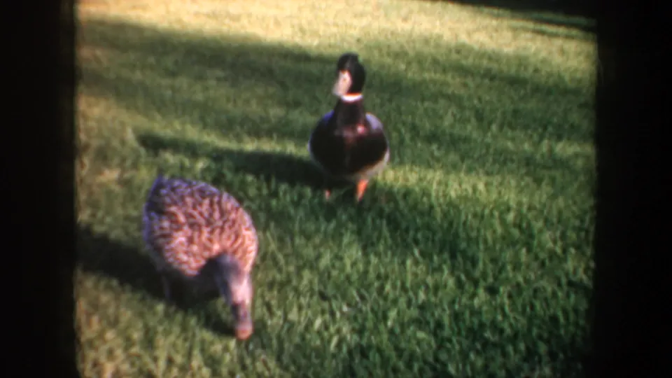1957 Oregon 8mm frame showing a male mallard-like duck and a mottled female duck on a sunlit lawn.