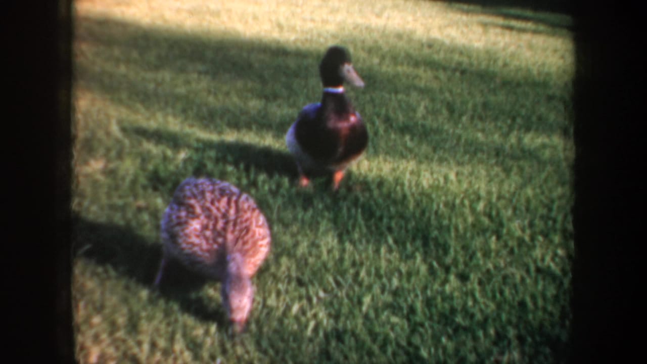 Two ducks on sunlit grass, with a male mallard standing behind a mottled brown duck.