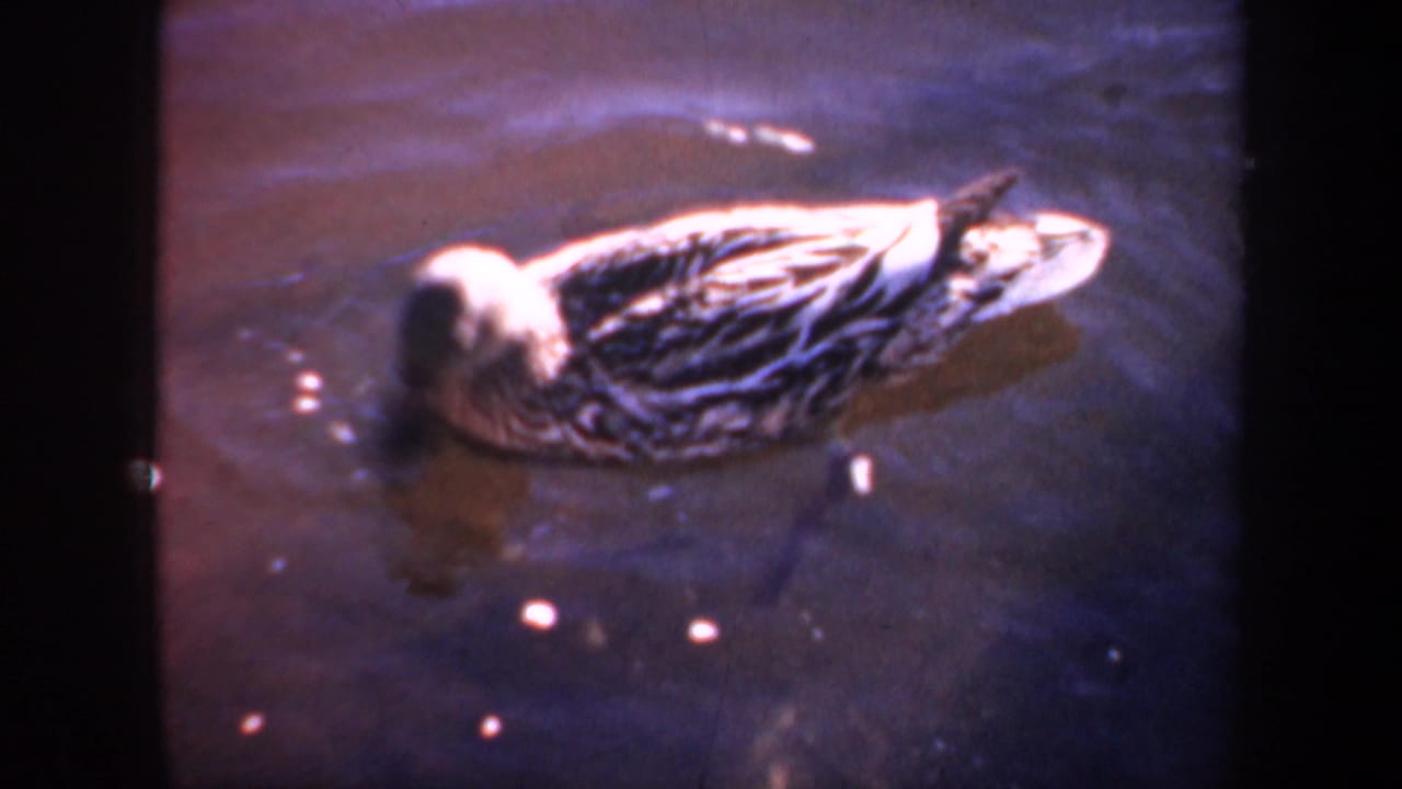 1957 Oregon 8mm frame of a mottled duck swimming alone on rippled pond water in warm, soft light.