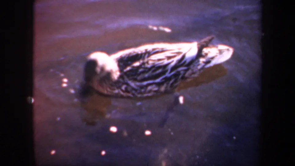 1957 Oregon 8mm frame of a mottled duck swimming alone on rippled pond water in warm, soft light.