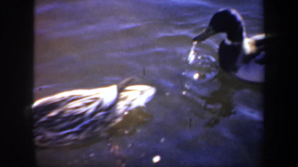 1957 Oregon 8mm frame showing a male mallard and a mottled duck swimming near each other on rippled water.