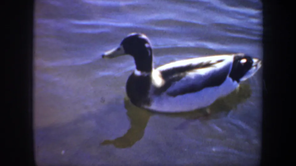 1957 Oregon 8mm frame of a male mallard swimming in profile on pond water, with soft color and visible reflection.