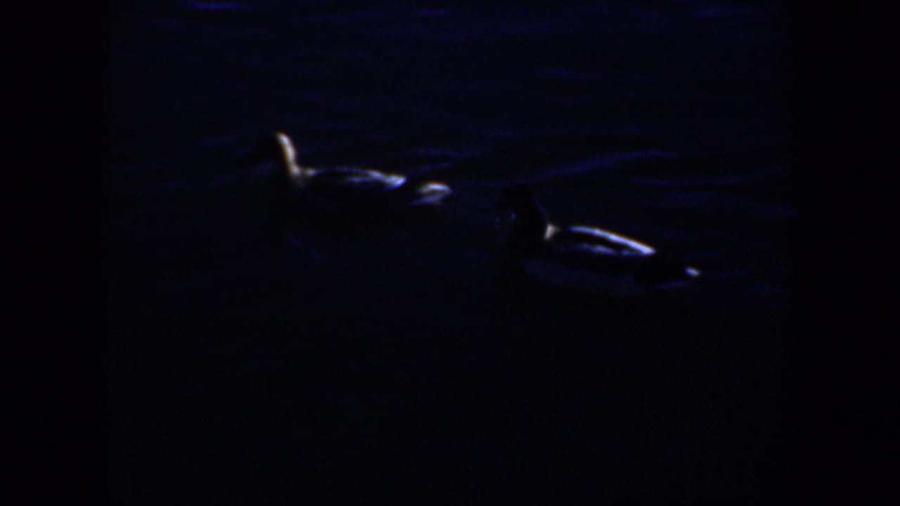 Dark water with a white swan partly visible at the edge of the frame.