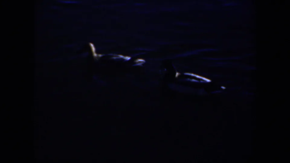 A 1957 Oregon 8mm frame shows a white swan partly emerging from deep shadow on dark water.