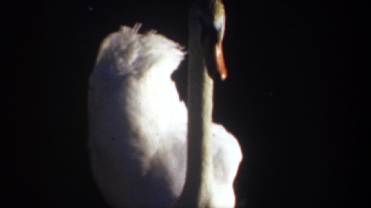Close view of a white swan with its neck and body lit against darkness.