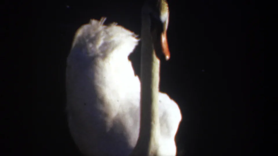 A white swan in 1957 Oregon home-movie footage is lit strongly while the surrounding water remains dark.