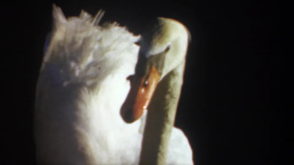 Two white swans appear close together in the 1957 Oregon footage, their pale bodies bright against shadowed water.