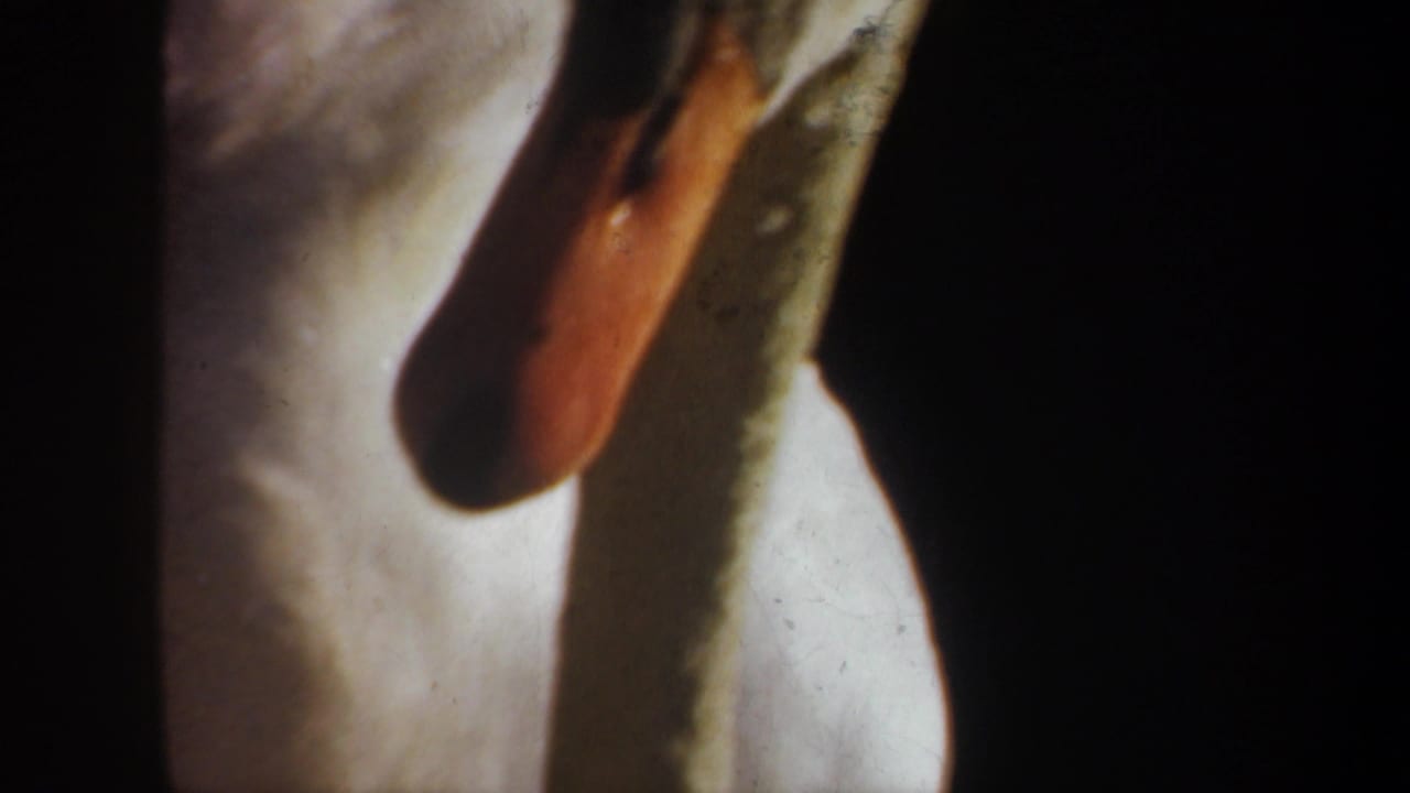 Close view of a white swan's orange beak and feathers against a dark background.