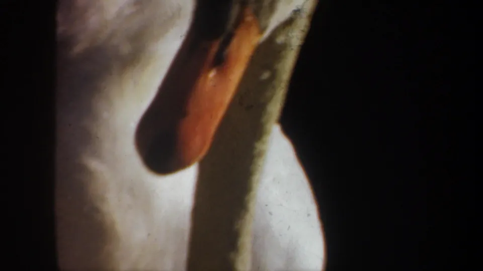 1957 Oregon 8mm frame showing a tight close-up of a white swan's orange beak, neck, and feathered body in shadow.