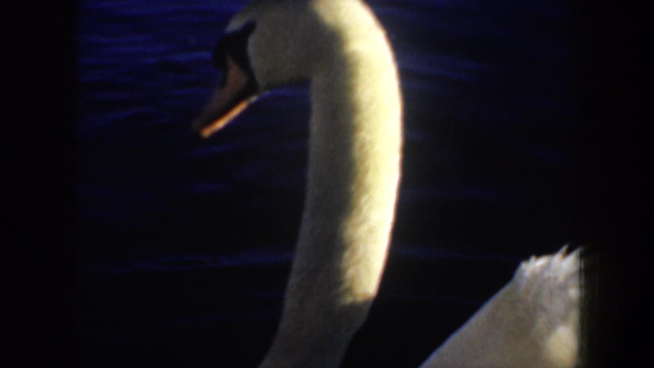 White swan with a curved neck floats on dark blue rippled water.