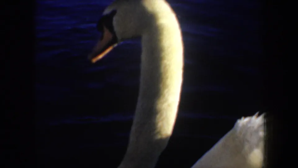 1957 Oregon 8mm frame of a white swan gliding on deep blue rippled lagoon water, its neck bent downward.