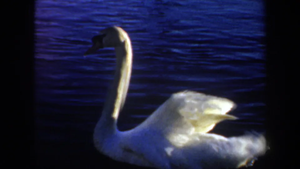 1957 Oregon 8mm frame showing the swan in side profile, with its long neck raised and white body lit against blue water.