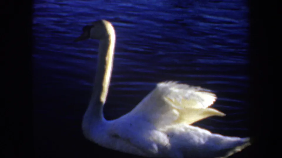 1957 Oregon 8mm frame of the swan in profile on dark blue lagoon water, with bright white tail feathers catching light.