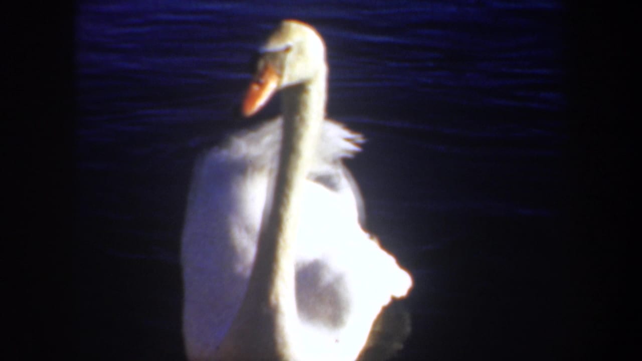 White swan with a long neck and orange beak floats on dark blue water in 1957 Oregon 8mm home-movie footage.