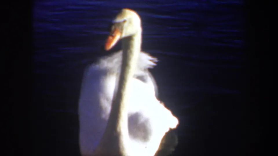 White swan with a long neck and orange beak floats on dark blue water in 1957 Oregon 8mm home-movie footage.