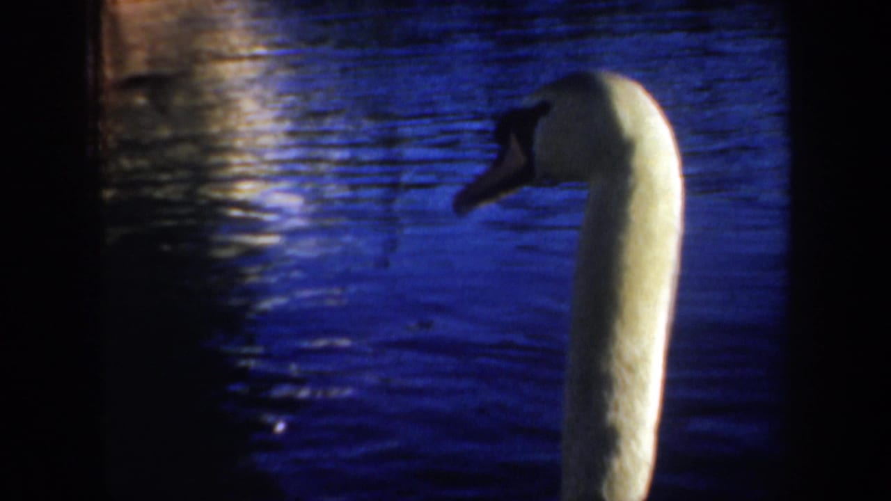 A white swan turns in profile against dark blue ripples, with only its neck and head clearly framed.