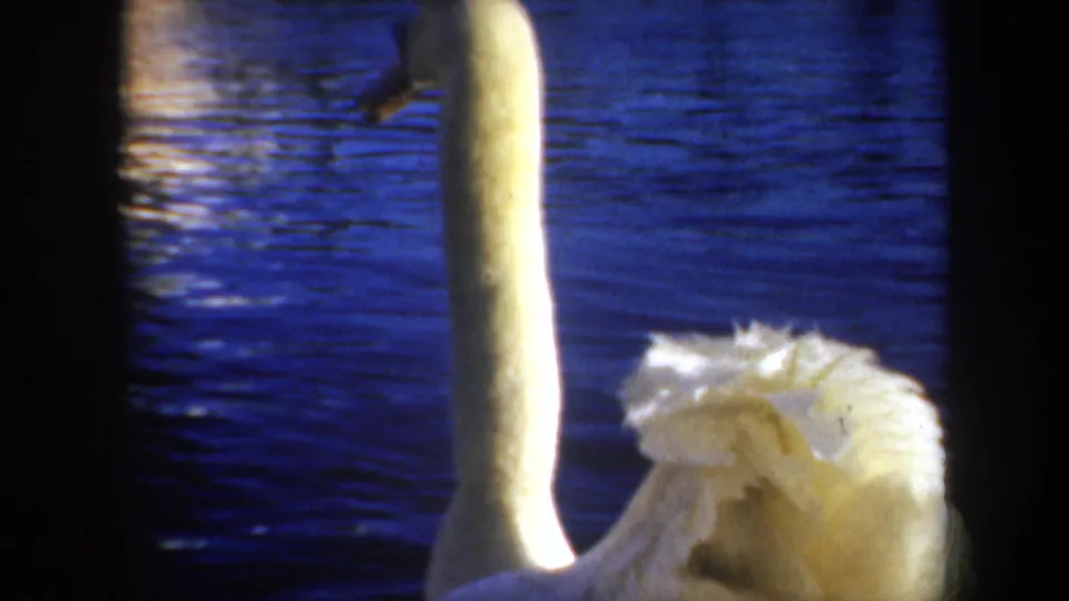 The swan's upright neck and ruffled white back feathers fill the frame over blue rippling water.
