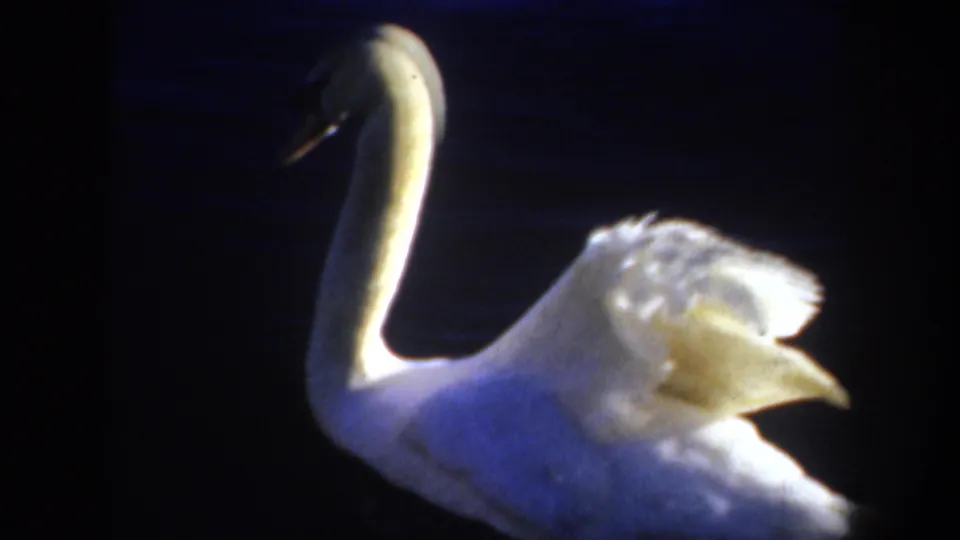 A white swan floats with its neck curved downward and wing feathers lifted against dark blue water.
