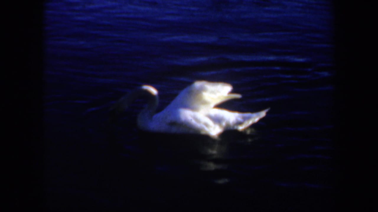 White swan floating on dark blue rippled water.
