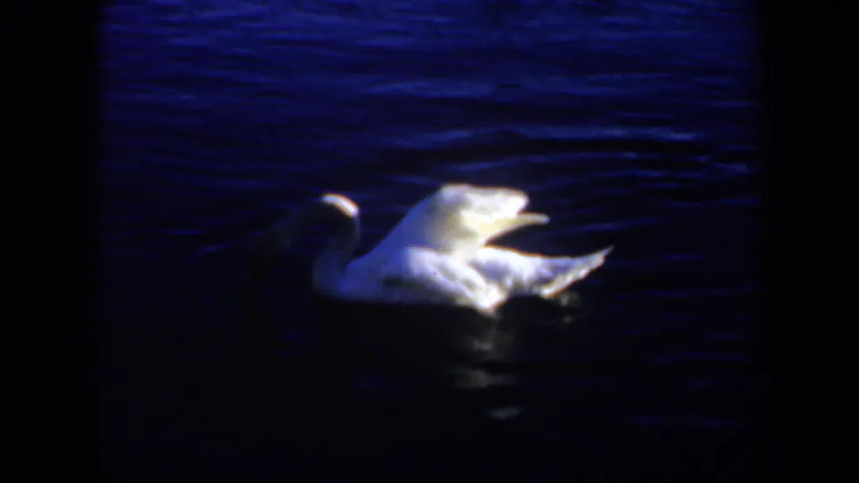 A white swan glides across dark blue lake water in 1957 Oregon home-movie footage.