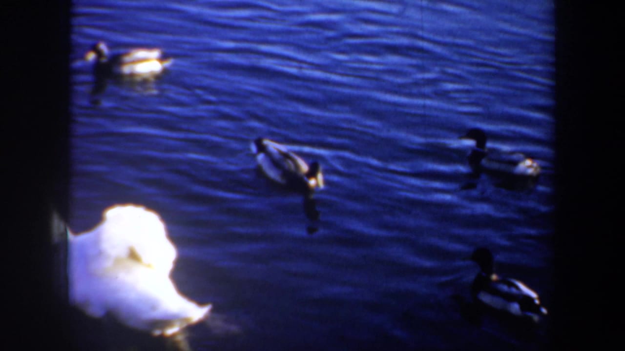 A white swan moves among several ducks on blue lake water, with dark film borders visible.