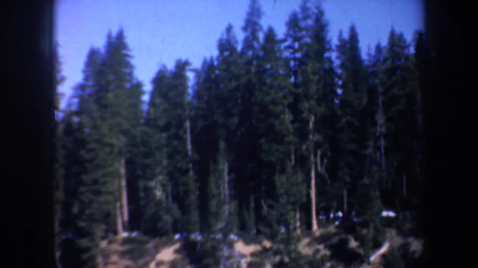 1957 Oregon 8mm frame showing a stand of evergreen trees, open sky, uneven ground, and a small bright patch near the forest edge.
