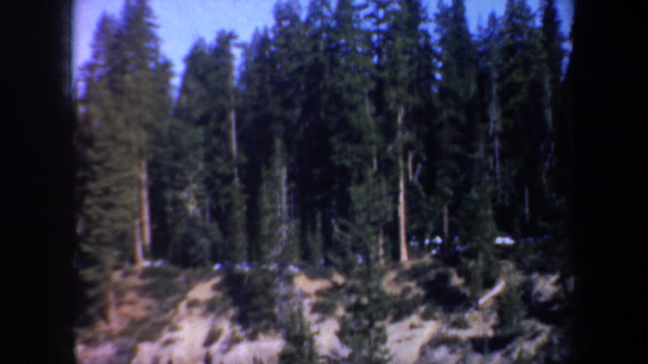 Evergreen trees above tan rock formations under a blue sky.