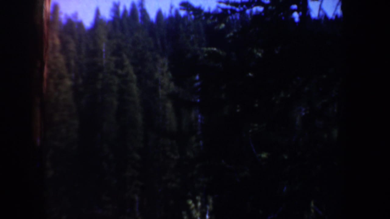 Dark pine trunks and dense forest beneath a blue sky.