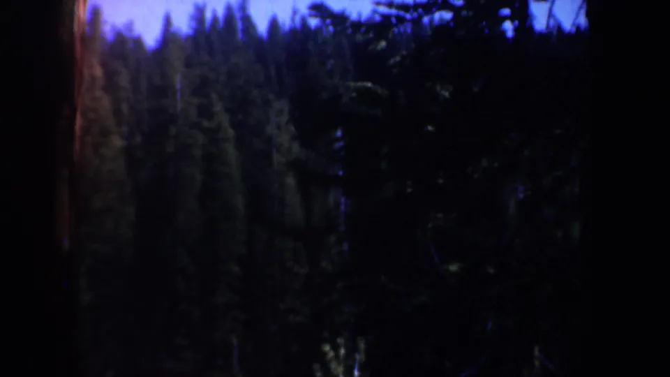 Shadowed Oregon forest view from 1957 8mm footage, with tall pine trunks and a blue twilight-toned sky.
