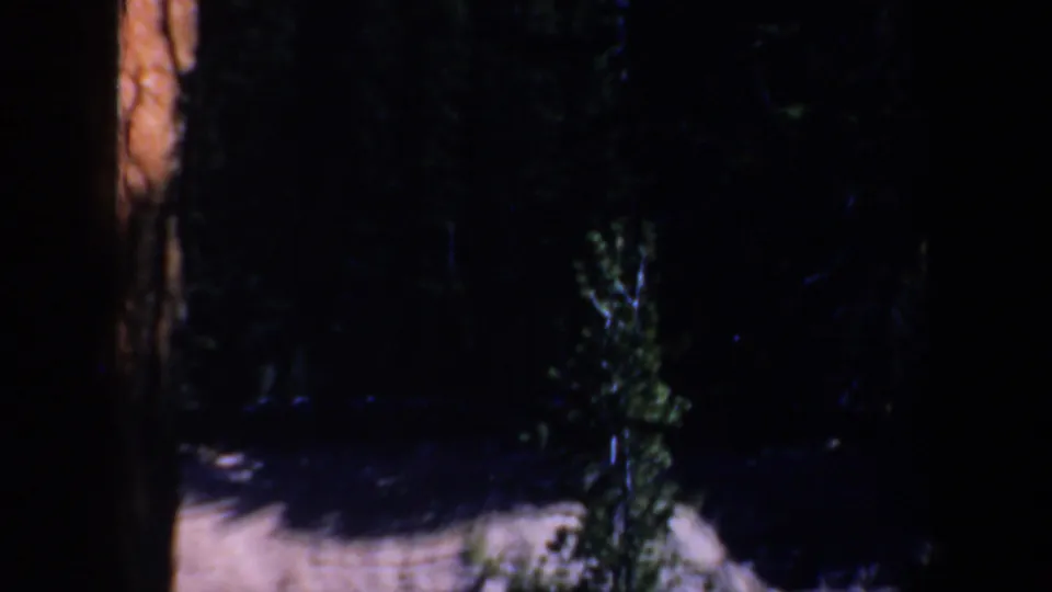 1957 Oregon 8mm frame with shadowed trees, small evergreens, and a pale rocky surface partly visible through the forest.