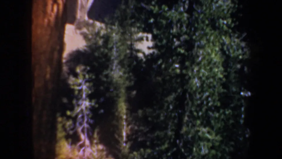 1957 Oregon 8mm frame showing a vertical tree trunk beside shadowed brush and evergreen growth.