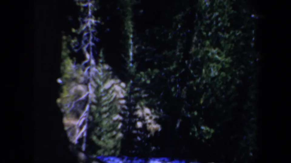 1957 Oregon 8mm frame of dense evergreen trees, pale bare branches, and dark shadowed woodland.