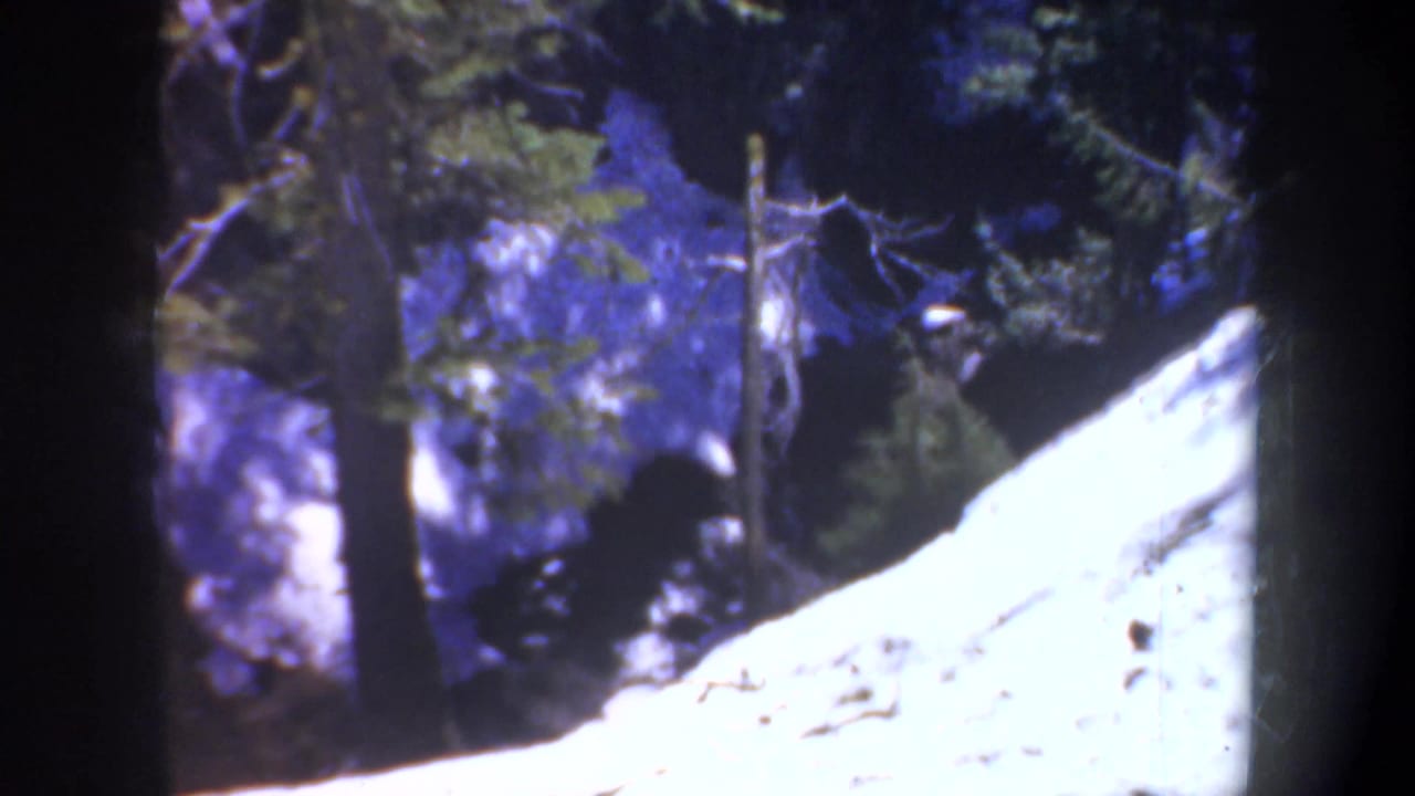 Evergreen trees and a bright pale rock or snow-covered slope in a shaded forest.