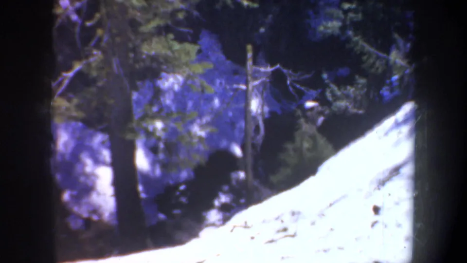 1957 Oregon 8mm frame showing evergreen trunks around a bright pale slope or rock face in deep forest shade.