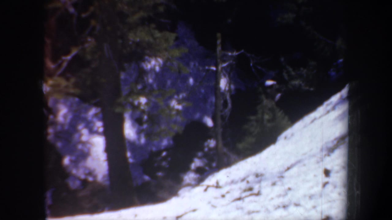 Pale rocky or snowy slope beside dark evergreen trees in bright sun and shade.