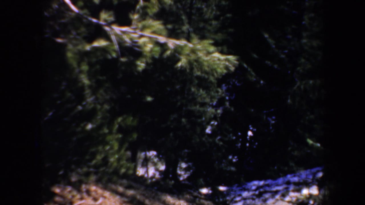 Shadowed Oregon forest view with evergreen branches, dark trunks, and pale ground patches captured on 8mm film.